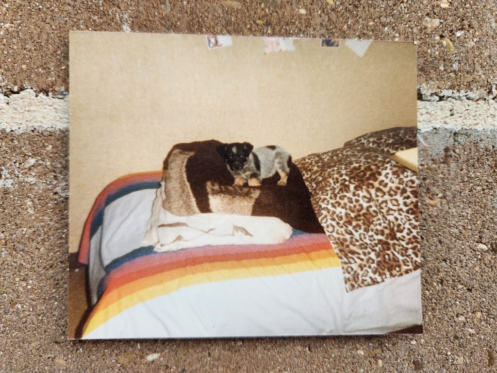 Old picture of a puppy on a pillow